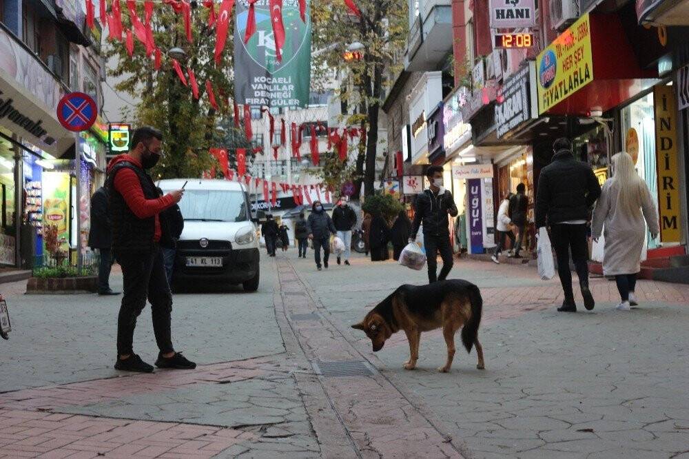 Mazgal köpek caddenin demirbaşı oldu