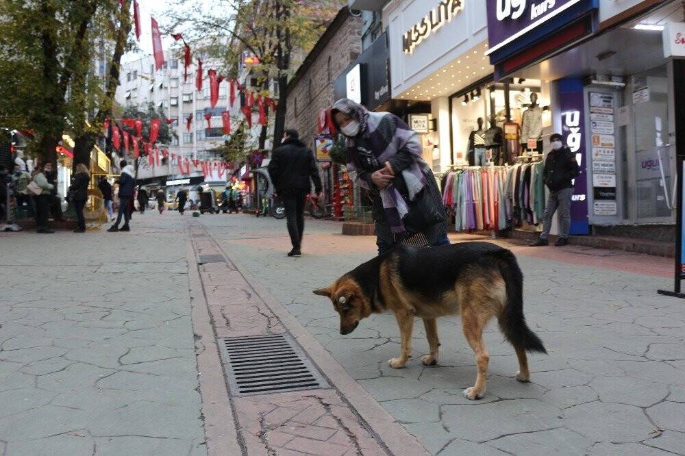 Mazgal köpek caddenin demirbaşı oldu