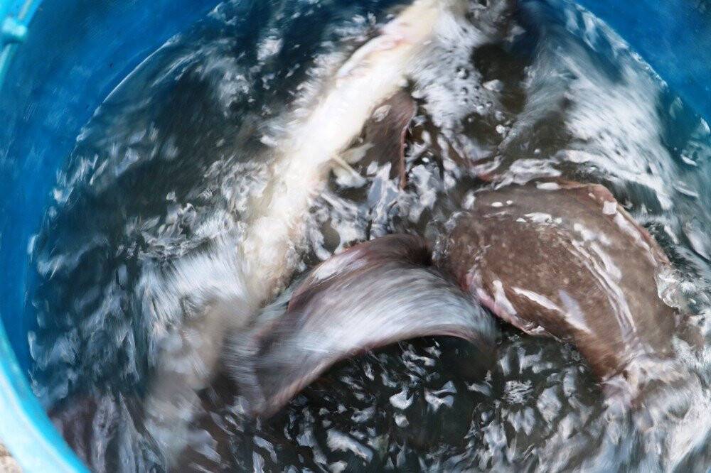 Fırat’ın balıkları geçim kaynağı oldu