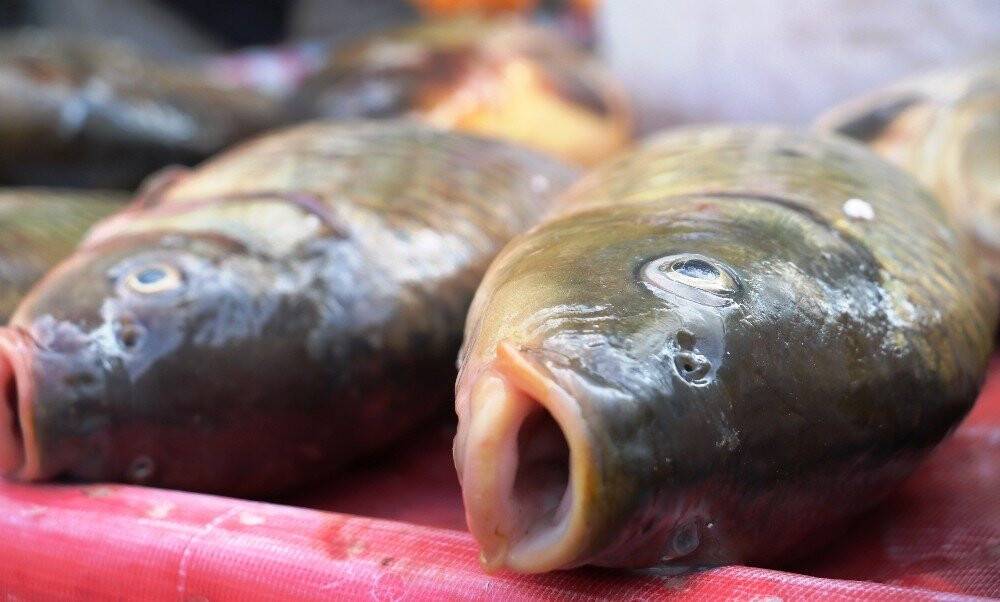 Fırat’ın balıkları geçim kaynağı oldu