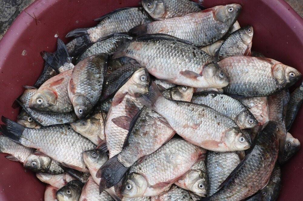 Fırat’ın balıkları geçim kaynağı oldu