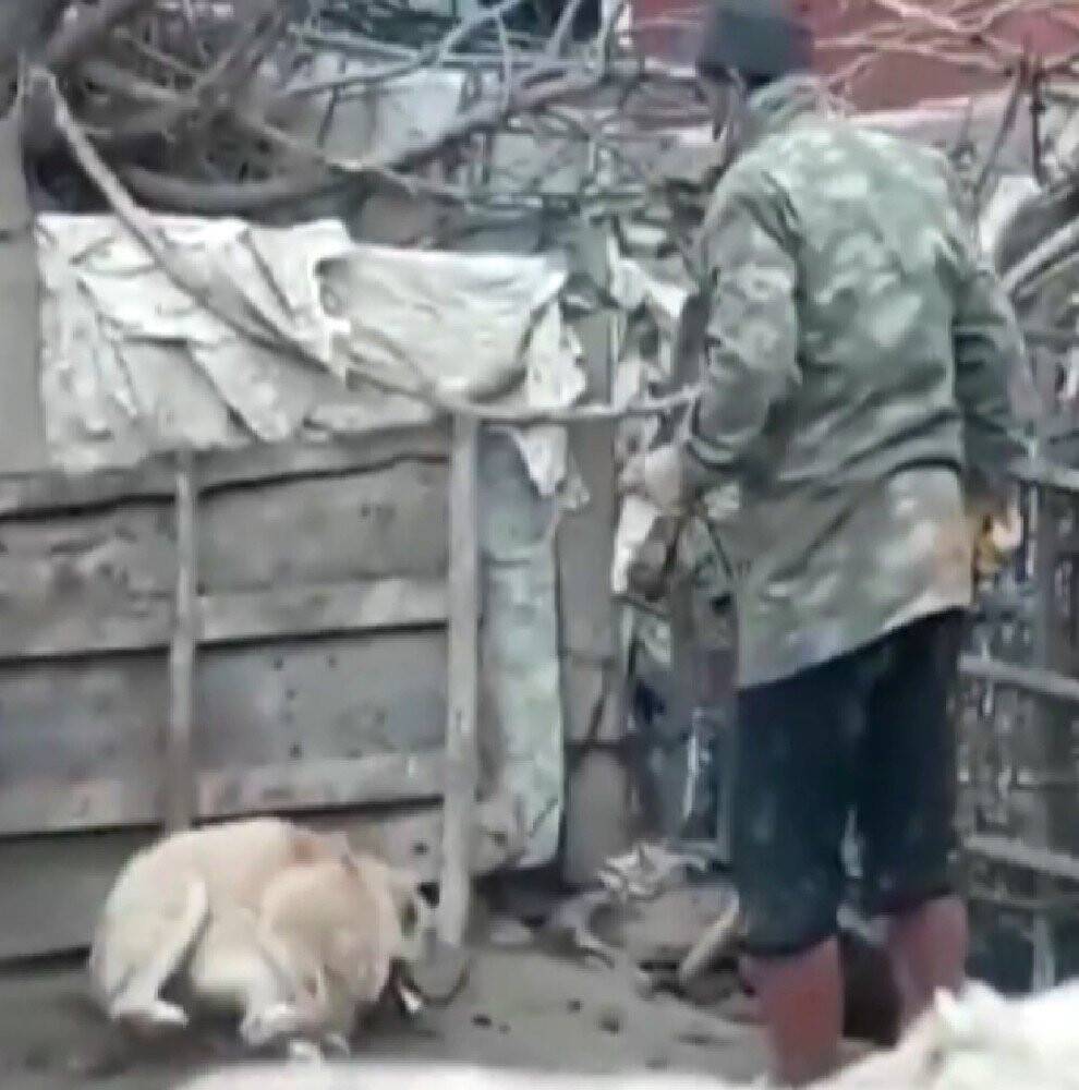 Konya'da köpeği döven şahıs yakalandı