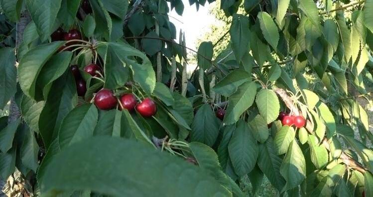 Uluborlu kirazına coğrafi işaret tescili