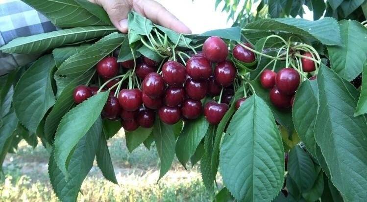 Uluborlu kirazına coğrafi işaret tescili