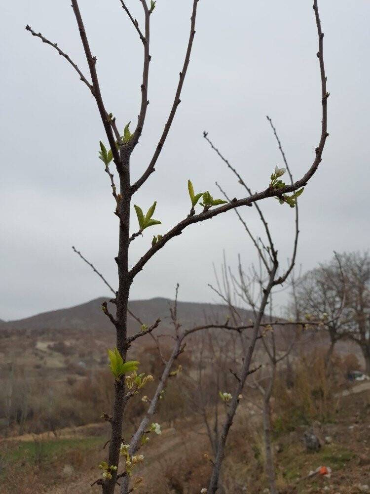 Konya’da aralık ayında erik ağacı çiçek açtı