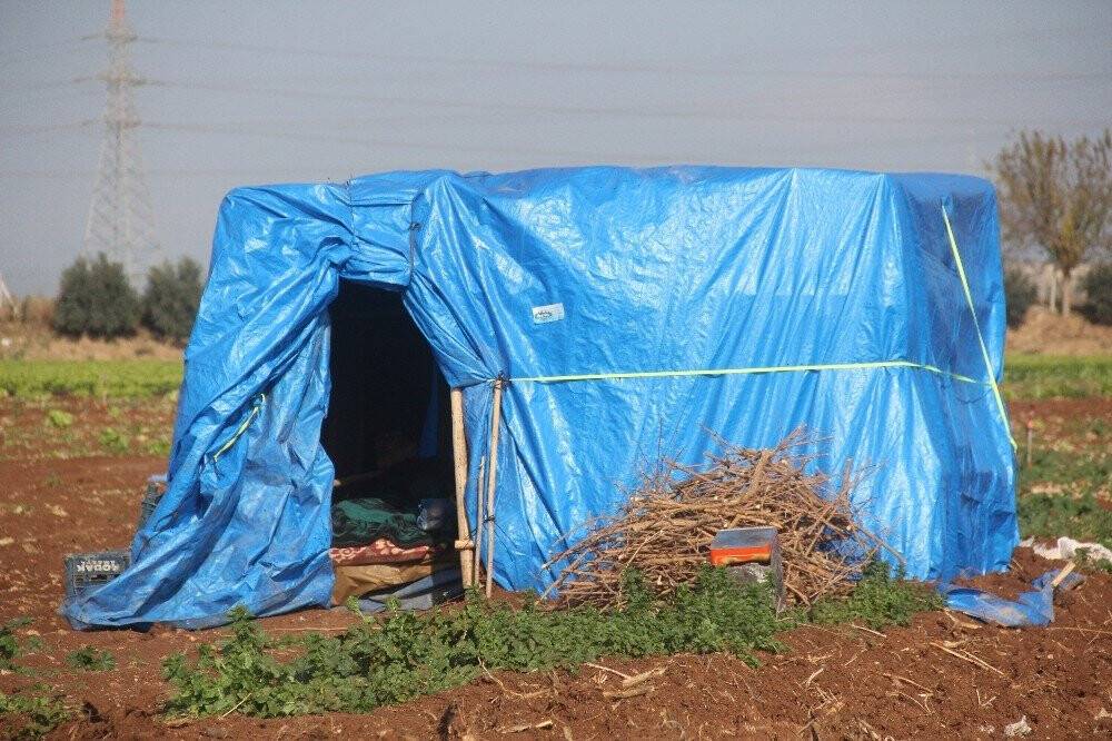 Tarla bekçisinin acı sonu