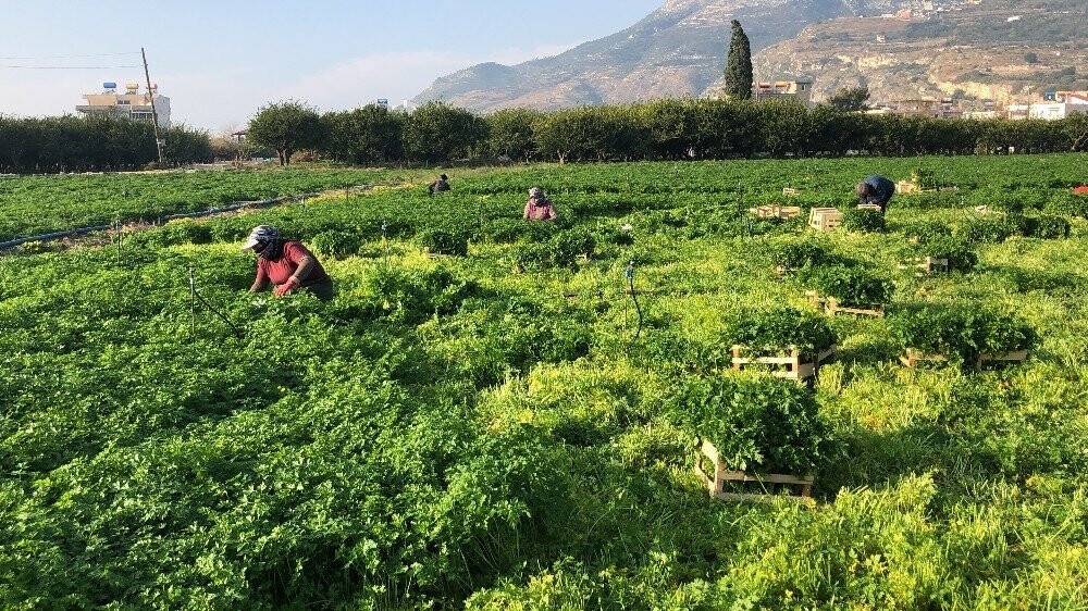 Hatay maydanozuna korona engeli