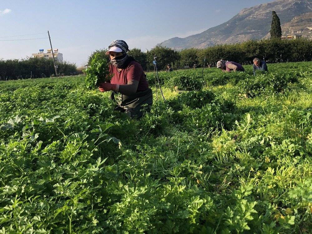 Hatay maydanozuna korona engeli