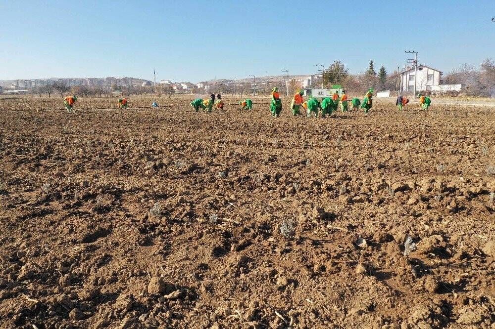 Konya Büyükşehir Belediyesi'nden  tıbbi aromatik bitki bahçesi