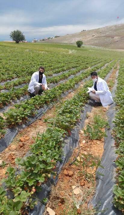 Konya’da kış mevsimin de çilek hasadı
