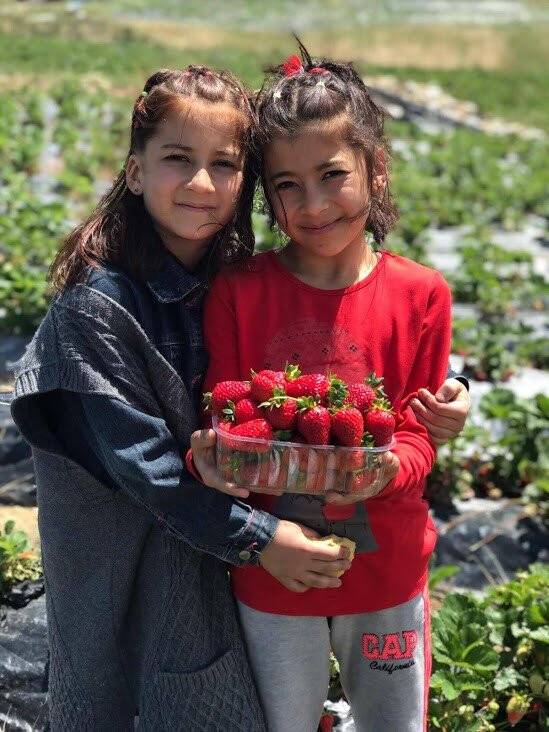 Konya’da kış mevsimin de çilek hasadı
