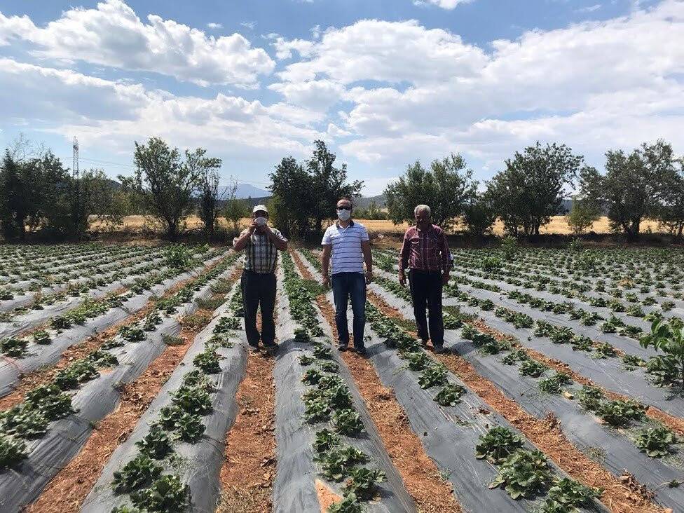 Konya’da kış mevsimin de çilek hasadı