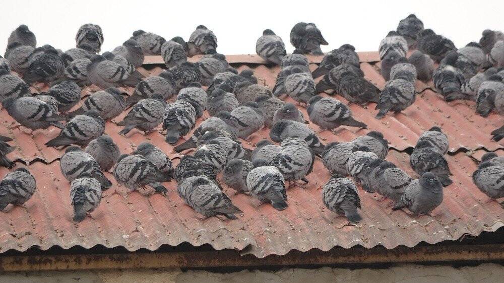 Dondurucu soğukta yem nöbeti