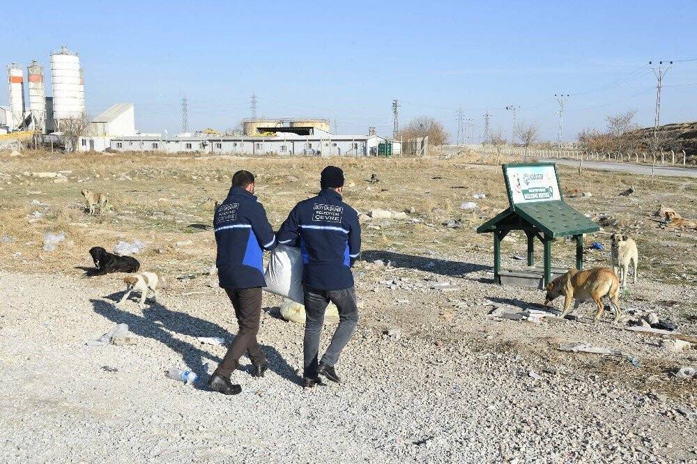 Sokağa çıkma kısıtlamasında sokak hayvanları Konya Büyükşehir'e emanet