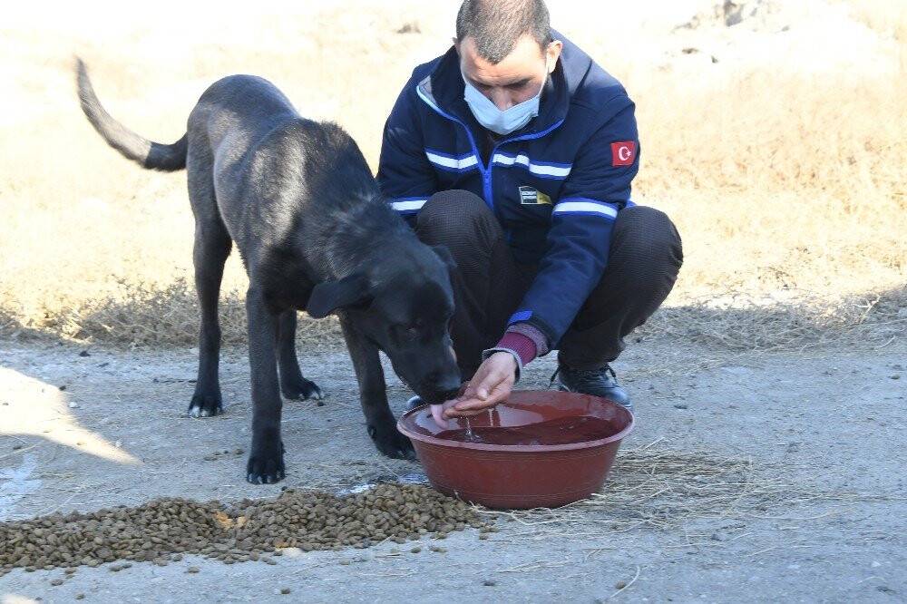 Sokağa çıkma kısıtlamasında sokak hayvanları Konya Büyükşehir'e emanet