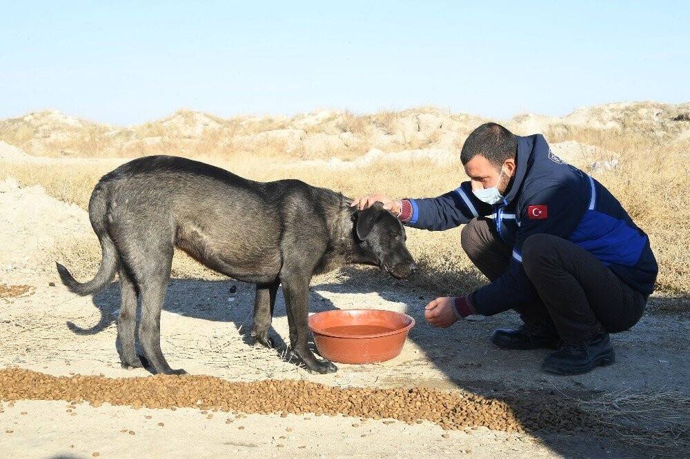 Sokağa çıkma kısıtlamasında sokak hayvanları Konya Büyükşehir'e emanet
