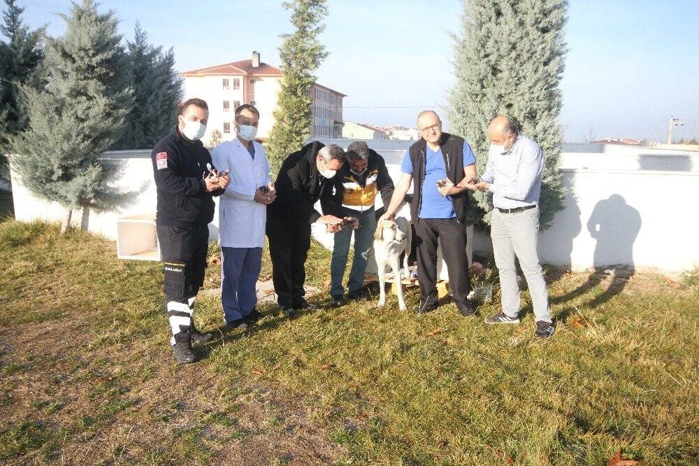 Konya'daki sağlık çalışanları, yeni doğan 11 köpek yavrusu ve annesine sahip çıktı