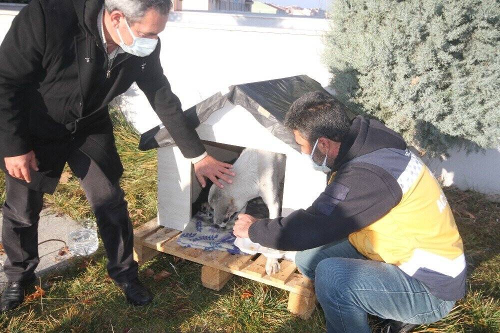 Konya'daki sağlık çalışanları, yeni doğan 11 köpek yavrusu ve annesine sahip çıktı