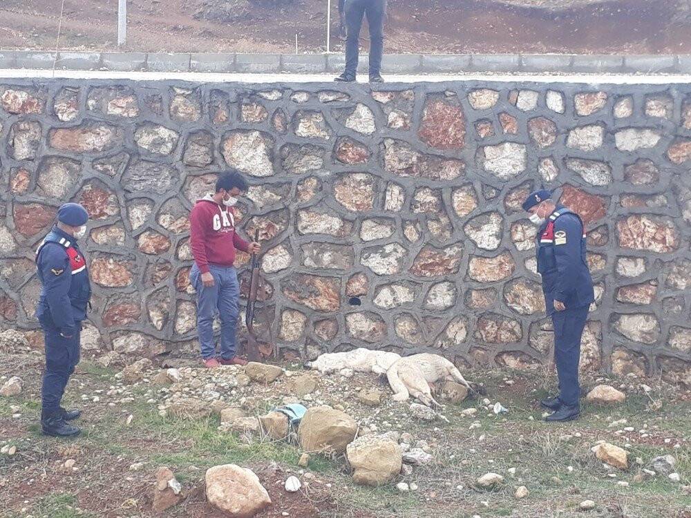 Konya'da av tüfeğiyle sokak köpeklerini öldüren kişi yakalandı