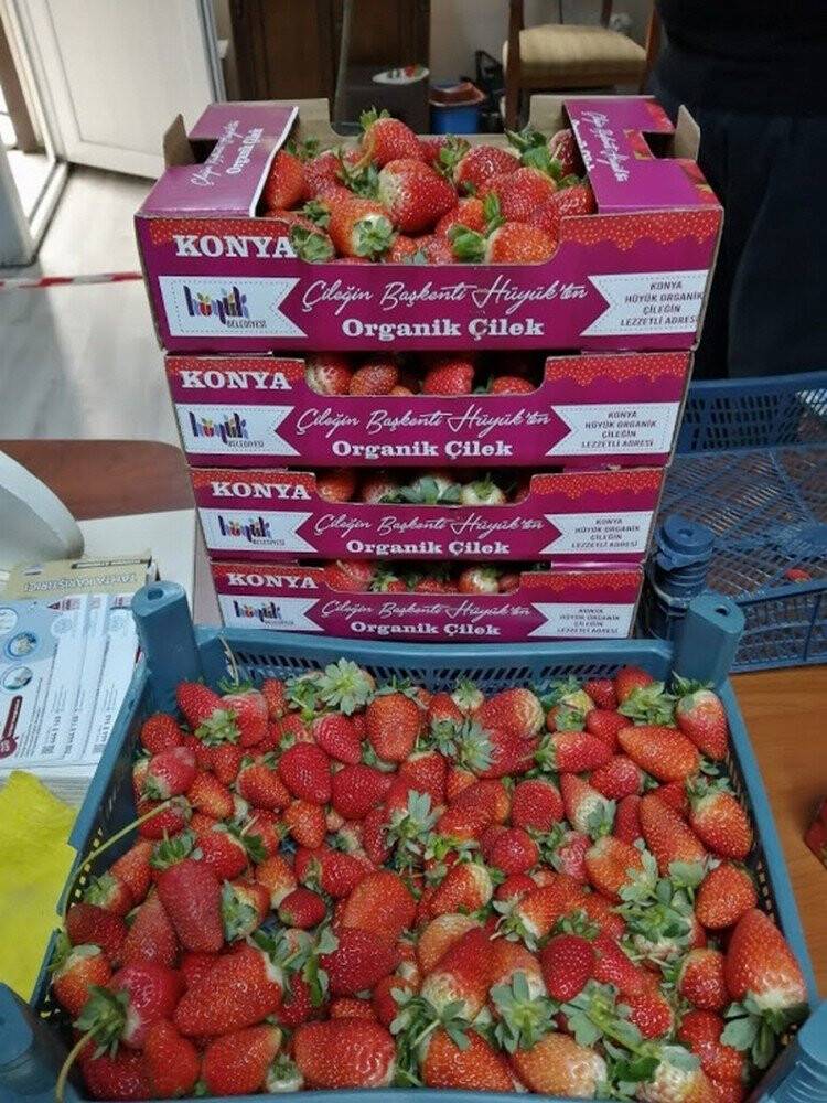 Konya'da Hüyük’ün organik çileği kışın da üretiliyor