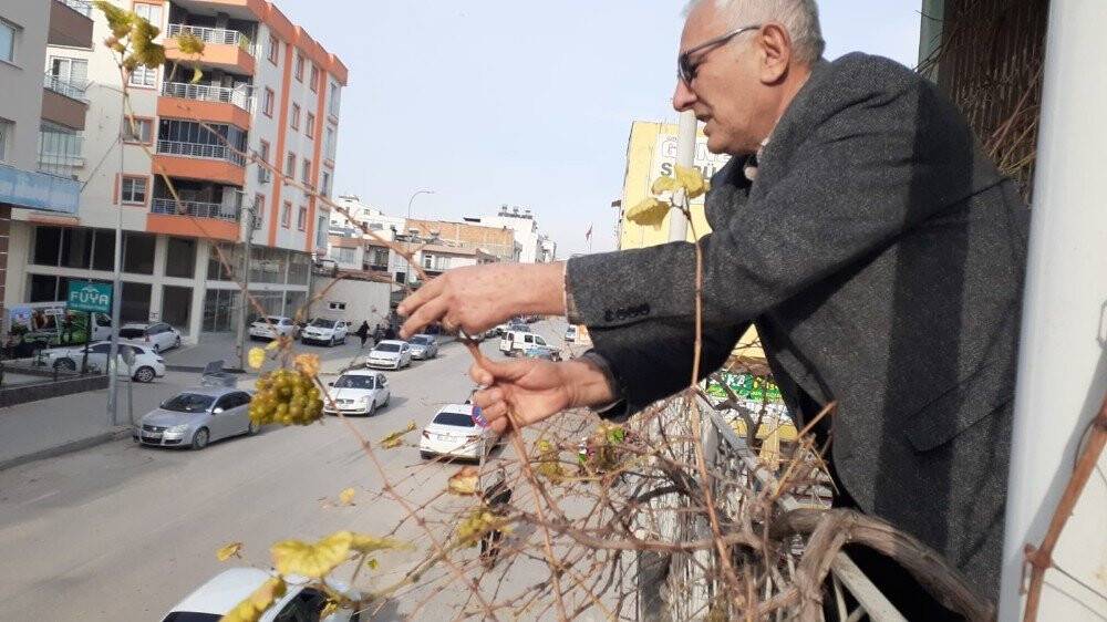 Kış ortasında asma üzüm verdi