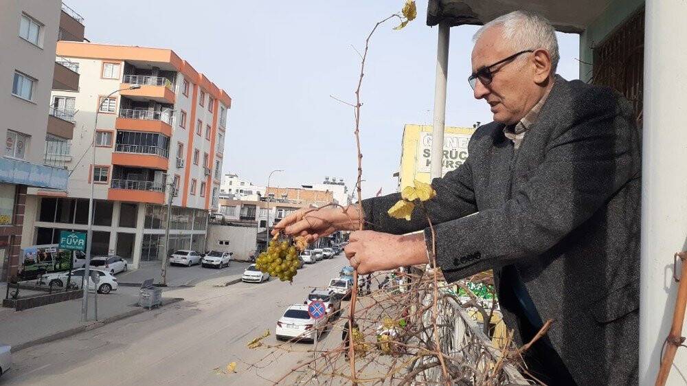 Kış ortasında asma üzüm verdi