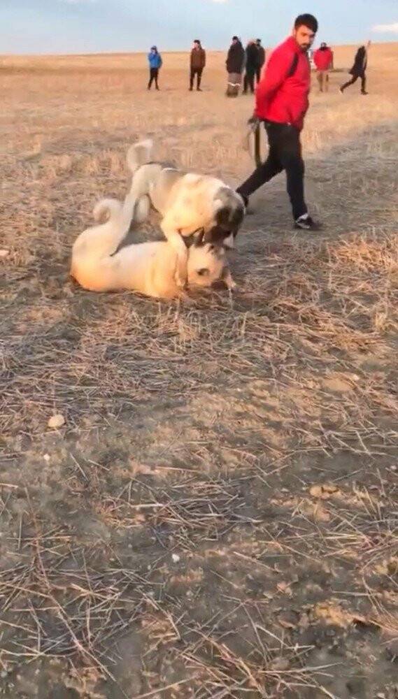 Konya'da Köpekleri dövüş adı altında birbirine parçalattılar
