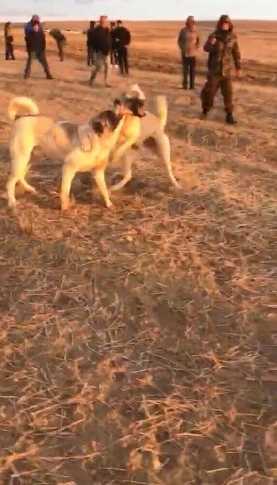 Konya'da Köpekleri dövüş adı altında birbirine parçalattılar