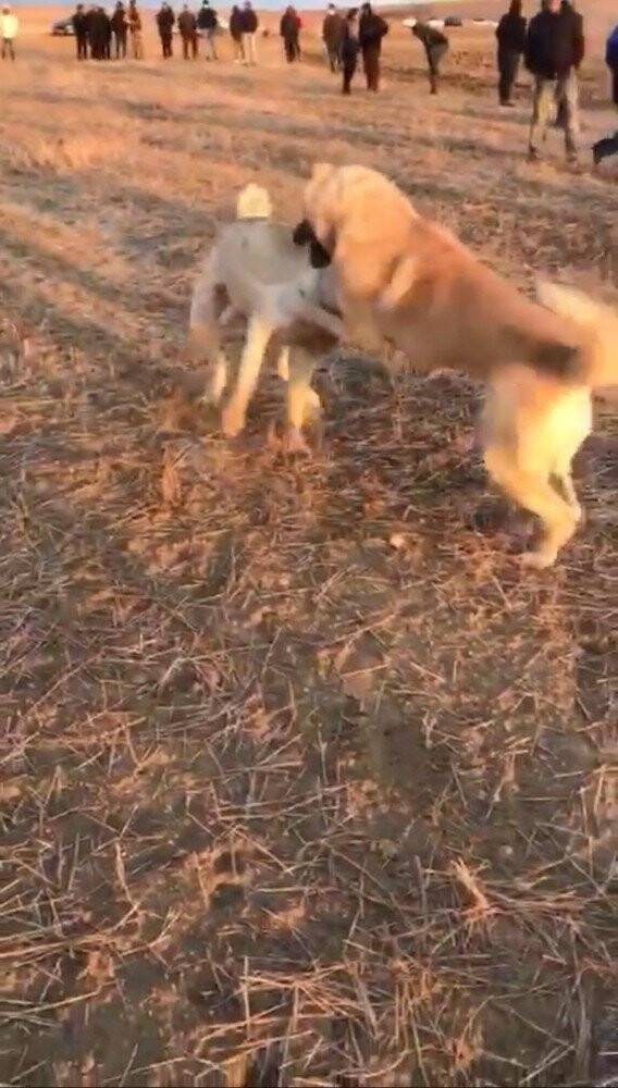 Konya'da Köpekleri dövüş adı altında birbirine parçalattılar