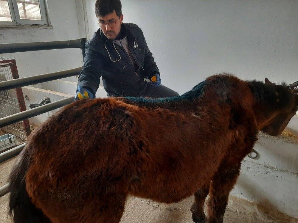 Konya'da Sahipsiz ata Belediyesi sahip çıktı