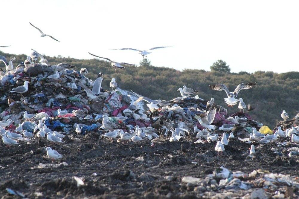 Konya’da sığırcıkların görsel dansı