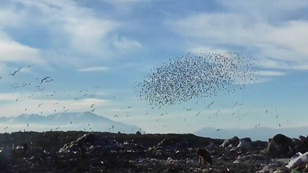 Konya’da sığırcıkların görsel dansı