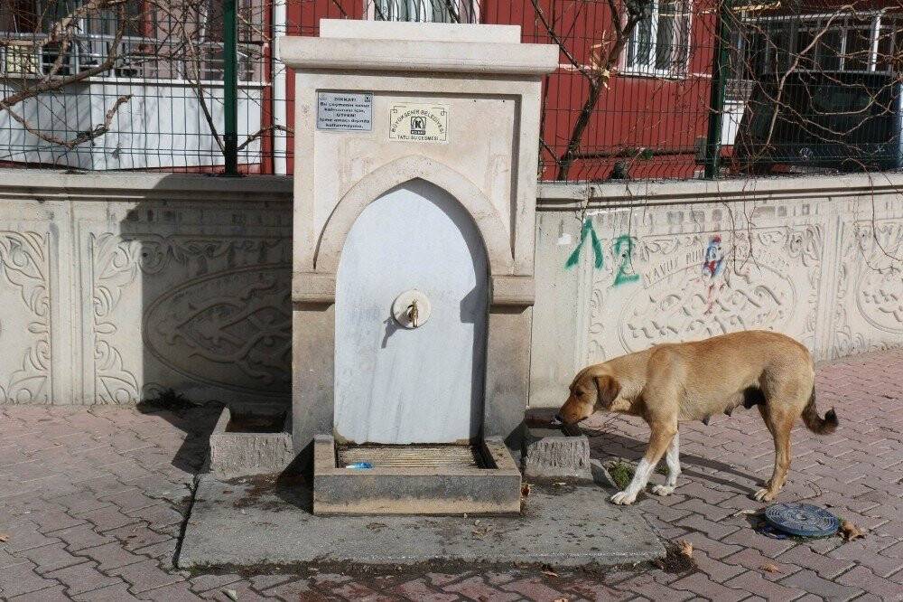 KOSKİ kuş tası ile sokak havyanlarının su ihtiyacını gideriyor