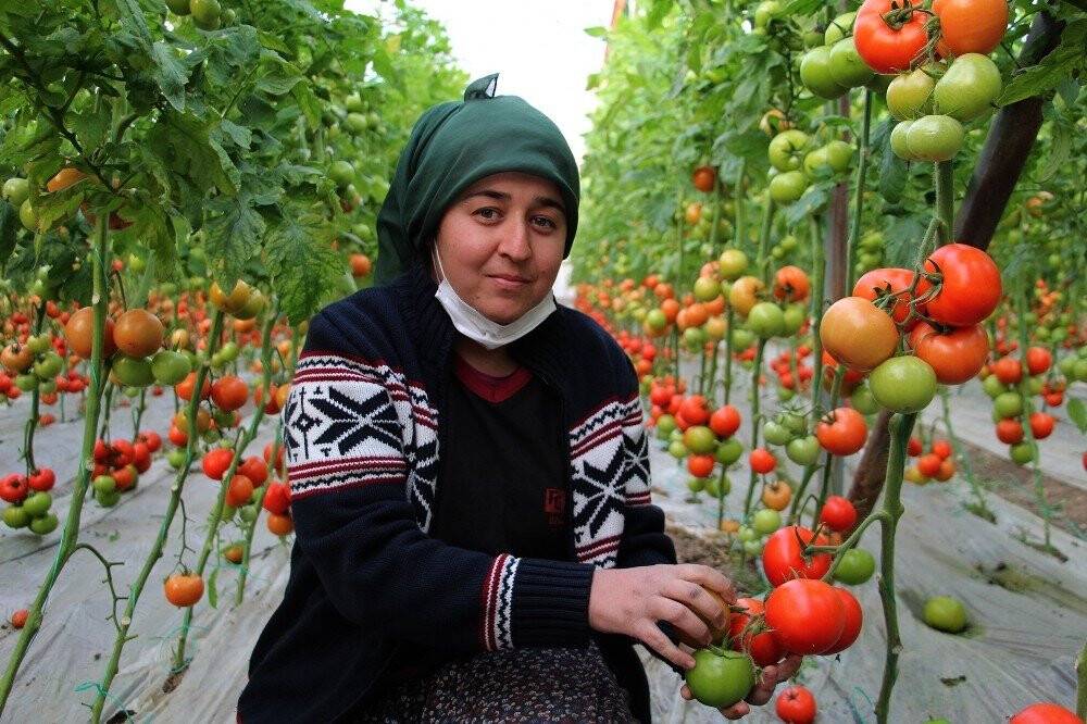 Domates fiyatında düşüş, meyvede rekor artış yaşanıyor
