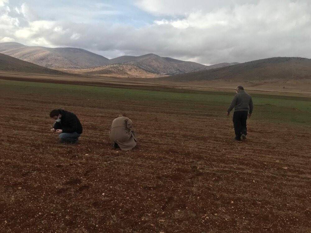 Hububat alanlarında hastalık takibi ve kuraklık incelemesi