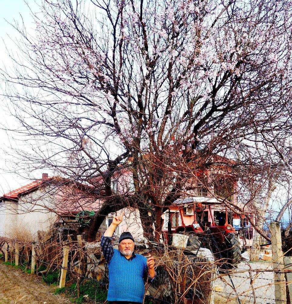 Sarıgöl’de bademler çiçek açtı