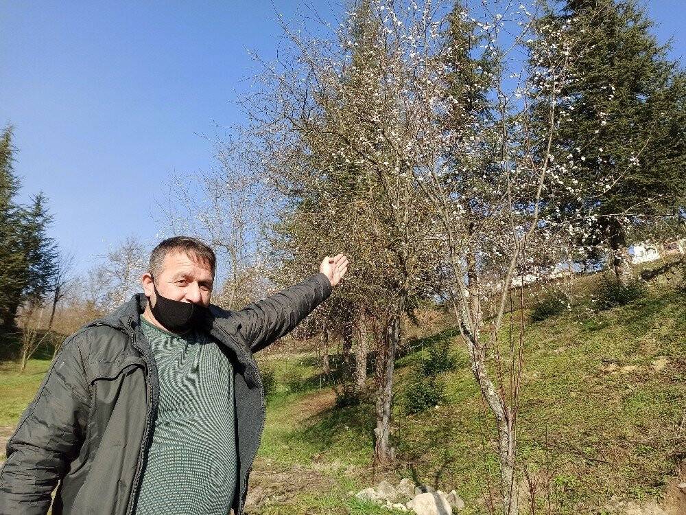 Şubat ayında güneşi gören ağaçlar çiçek açtı