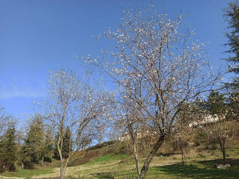Şubat ayında güneşi gören ağaçlar çiçek açtı