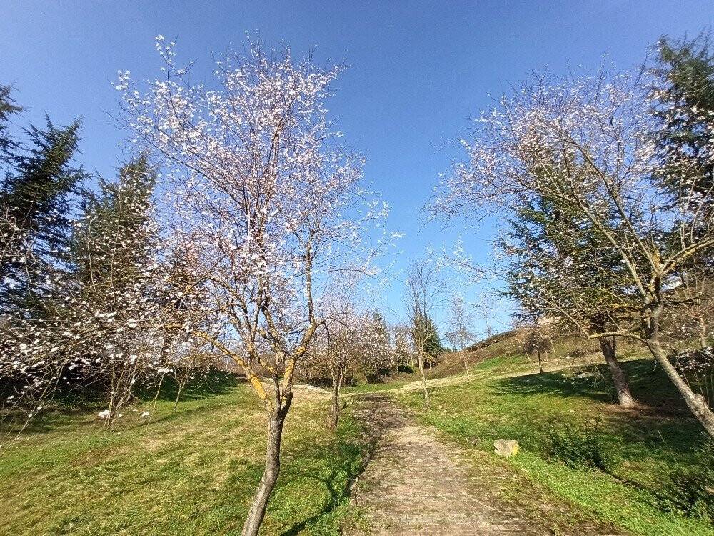 Şubat ayında güneşi gören ağaçlar çiçek açtı