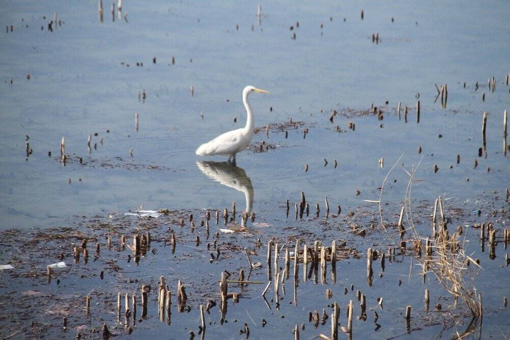 Türkiye'nin en büyük tatlı su gölü için yağışlar olumlu ama yetersiz