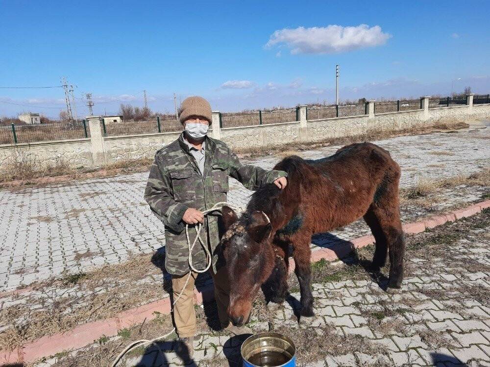 Konya'da tedavi edilen at sahiplendirildi