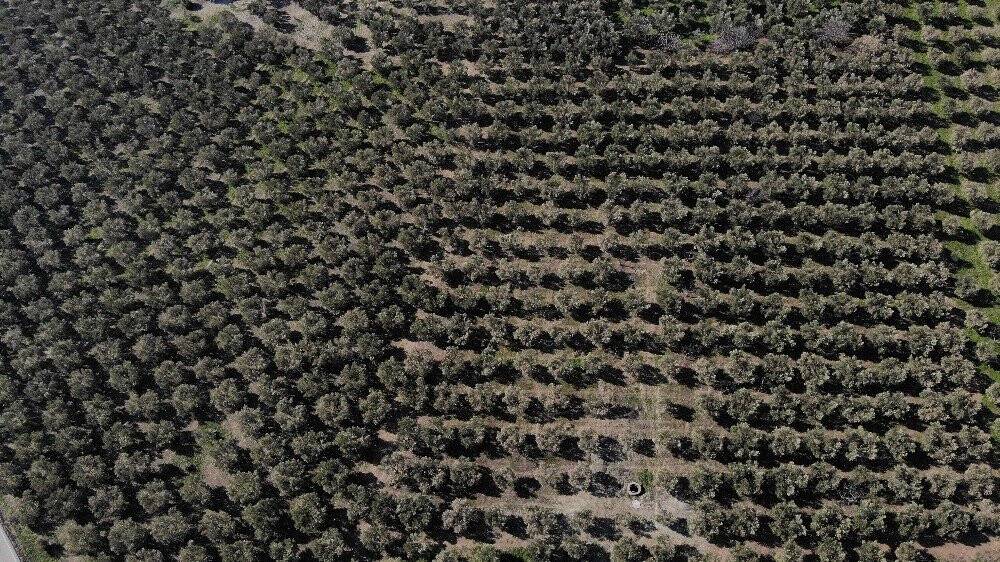 40 yıl sonra gelen afet yüzlerce yıllık ağaçları yaktı