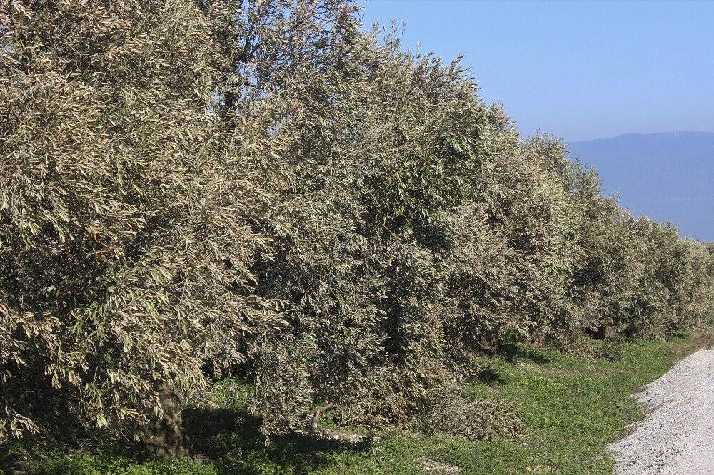 40 yıl sonra gelen afet yüzlerce yıllık ağaçları yaktı