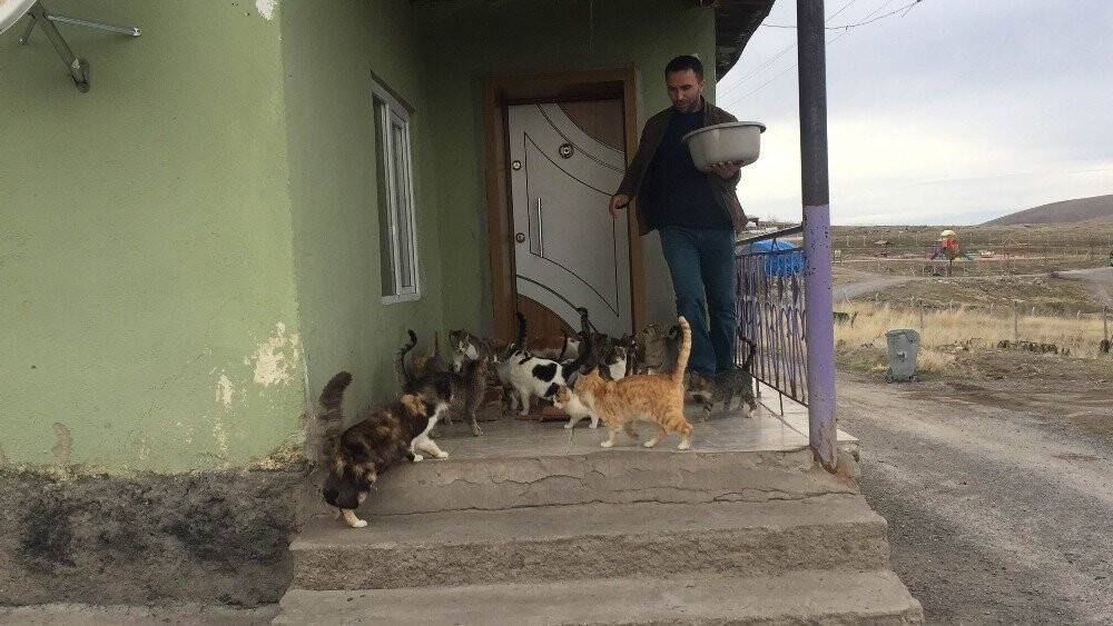 Konyalı İmam birçok yerden sahiplendiği 30'a yakın kediye bakıyor