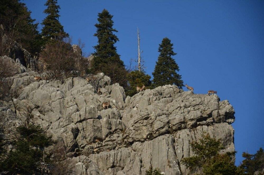 Toroslar’ın dağ keçileri sarp kayalıklarda görüntülendi