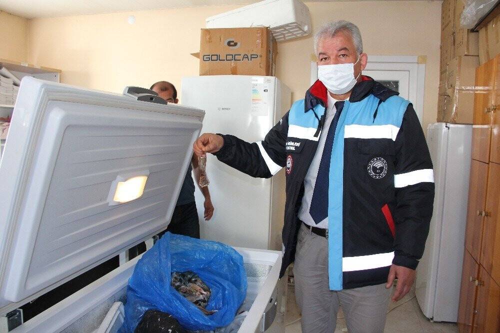 Bu balığın kuyruğu balıkçılara binler kazandırdı