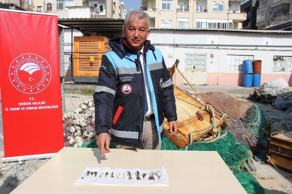 Bu balığın kuyruğu balıkçılara binler kazandırdı