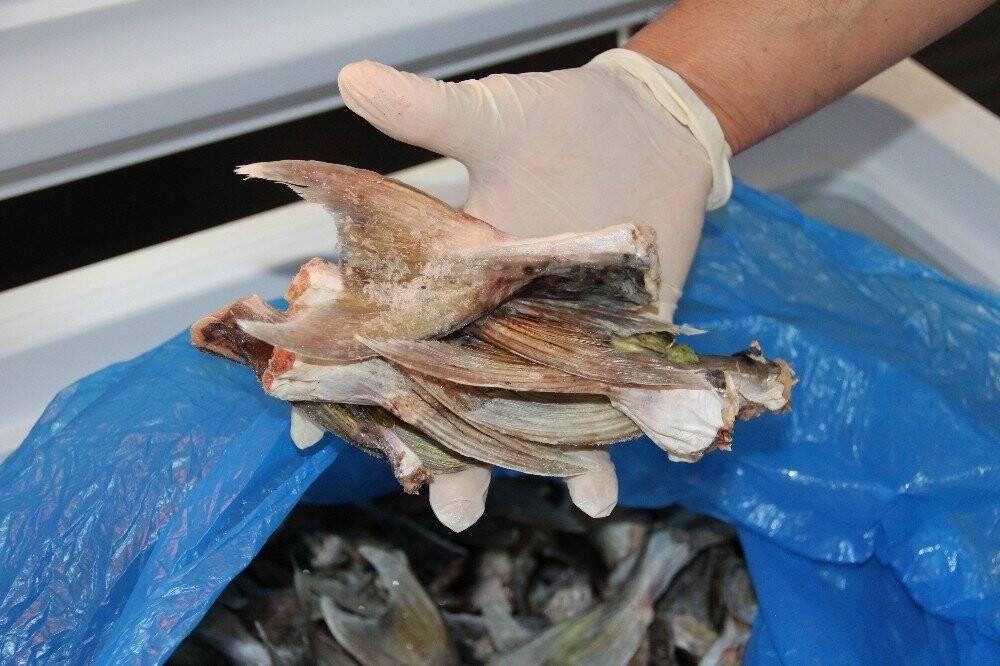 Bu balığın kuyruğu balıkçılara binler kazandırdı