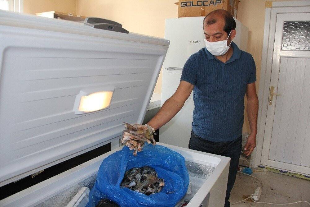 Bu balığın kuyruğu balıkçılara binler kazandırdı