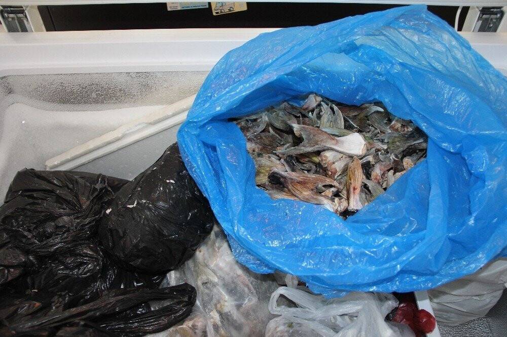 Bu balığın kuyruğu balıkçılara binler kazandırdı